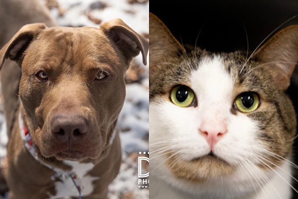 Timmy The Energetic Pup And Artyom The Charming Cat Seek Furever Homes