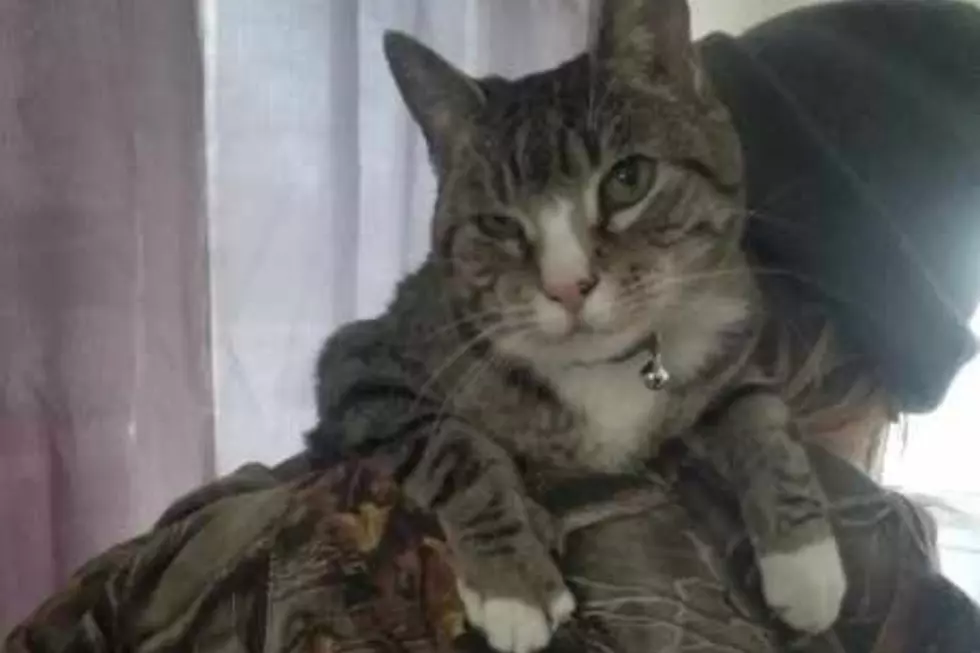 A-meow-zing News: Cambridge Cat Lost for 32 Days Has Been Found