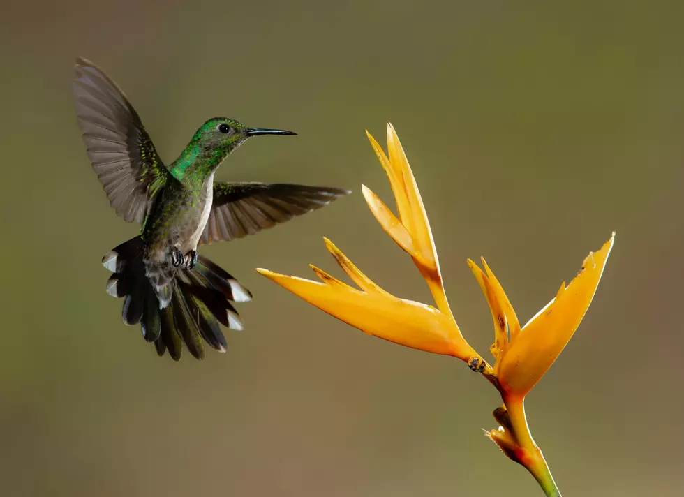 Beware: This Terrifying Insect Poses A Threat To Hummingbirds Returning To Minnesota