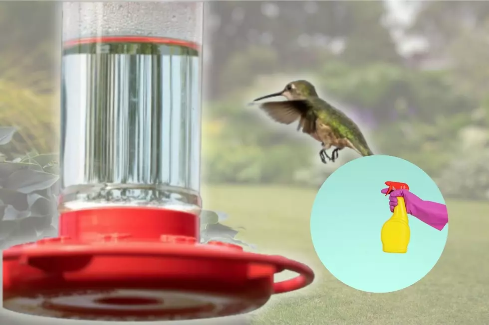 MN Spring Cleaning Hummingbird Feeders: A Recipe For Health