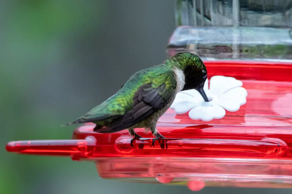 Want Healthy Happy Hummingbirds? Use This Simple 5-Step System To Clean Your Feeders