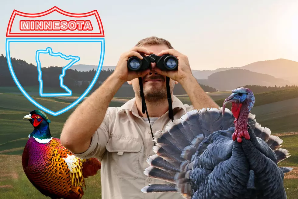 Minnesota DNR Wants You To Report Turkeys & Pheasants