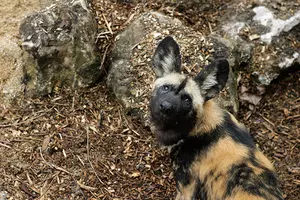 African Painted Dogs Coming To Binder Park