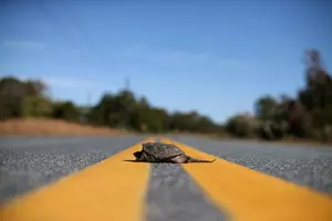 Turtle Makes It AcrossThe Road For 83-years