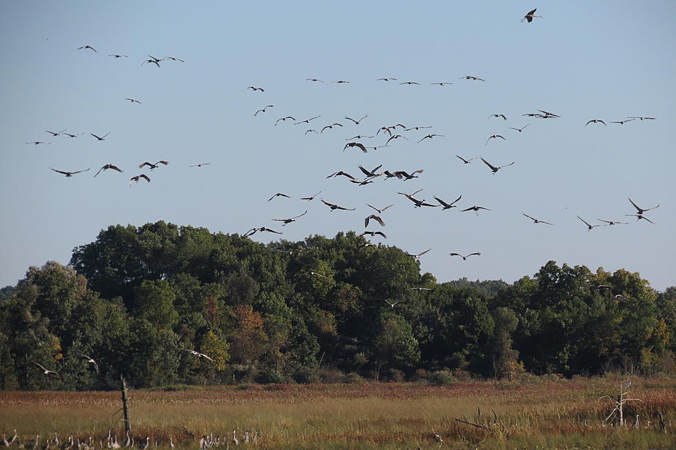 Thousands of Birds Stop at this Special Place Near Battle Creek When Migrating South