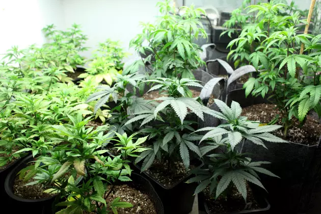 Illegal Marijuana Grow Stole $72,000 Worth Of Power