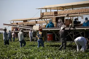Latino Farm Workers In Michigan Challenge Ruling From Virus Case