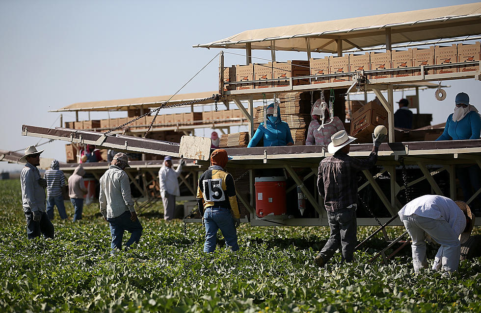 Latino Farm Workers In Michigan Challenge Ruling From VIrus Case