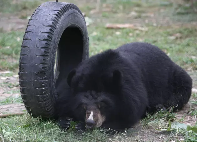 Michigan Black Bear, Exiled From Midland
