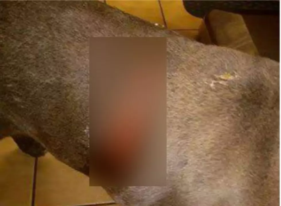 Battle Creek Dog Owners On Alert After Horrific Abuse Reported