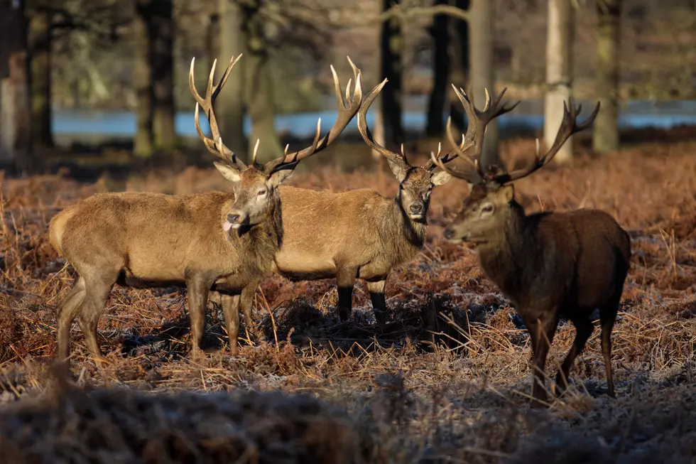 Deer Disease Spreads to Jackson County