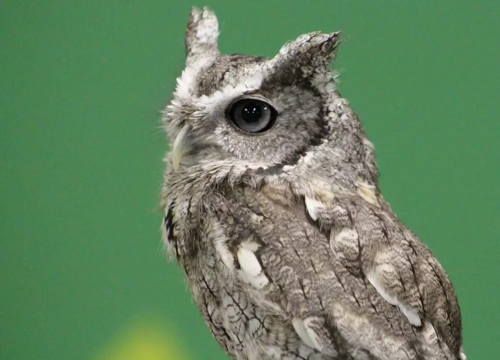 “Uno” the Binder Park Zoo Screech Owl Passes Away
