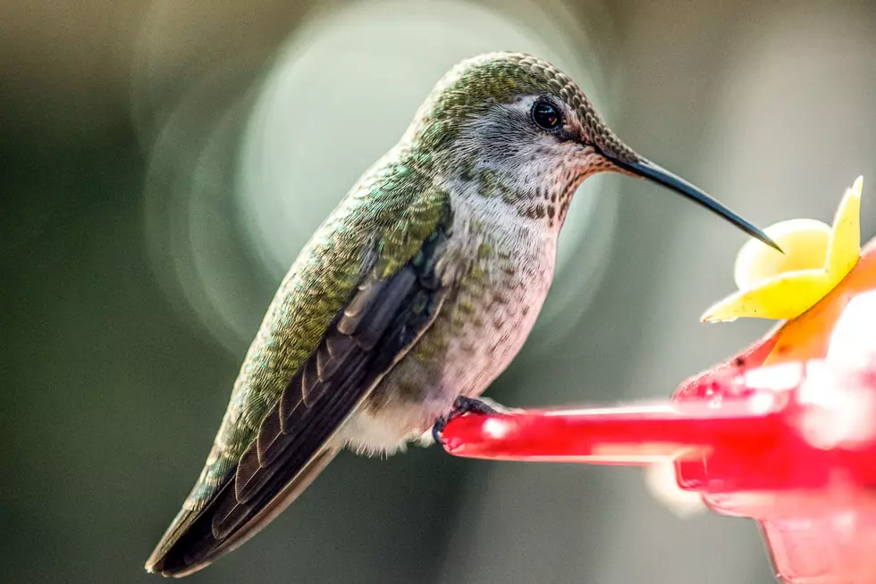 Get Up Close With Hummingbirds At W.K. Kellogg Bird Sanctuary
