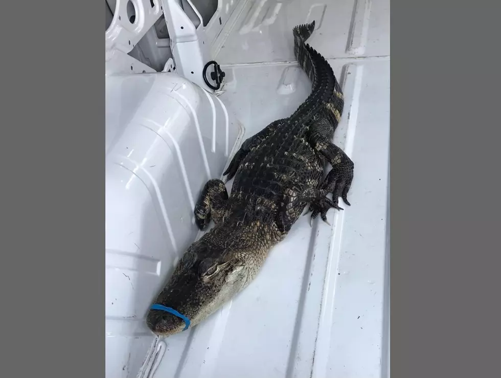 Alligator Found In Lake Michigan 