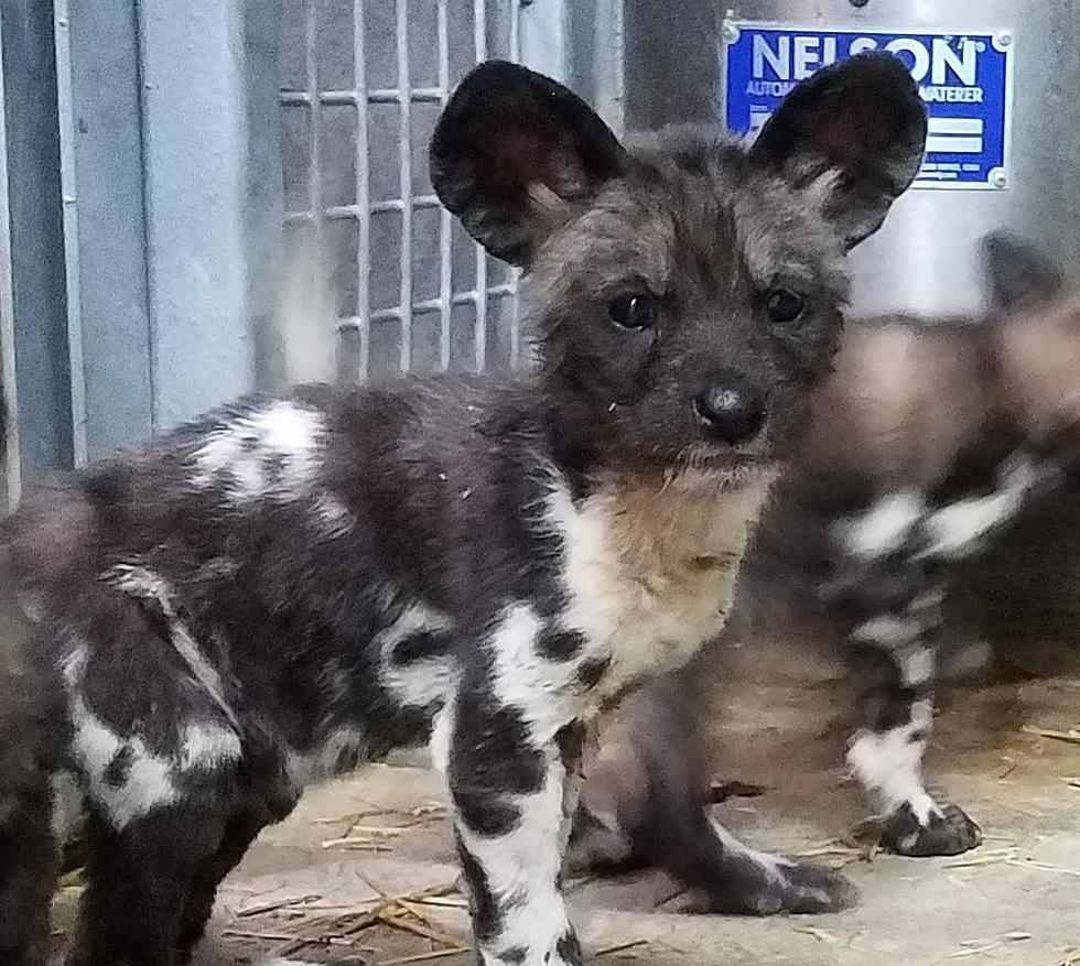 Endangered African Painted Dog Pups Born at Binder Park Zoo