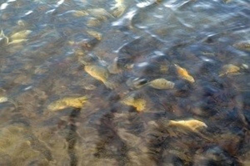 Dead Fish May Show Up Around Michigan By Spring As &#8216;Winterkill&#8217; Is Exposed