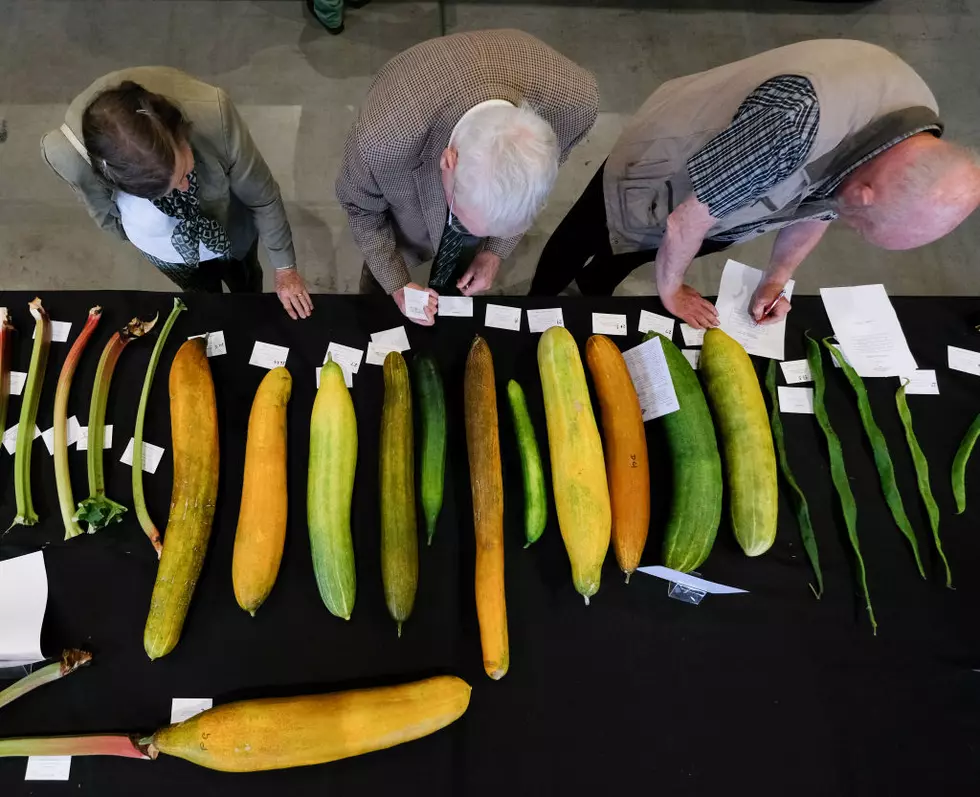 Michigan Regulates Cucumber Pickling; Does Size Really Matter?