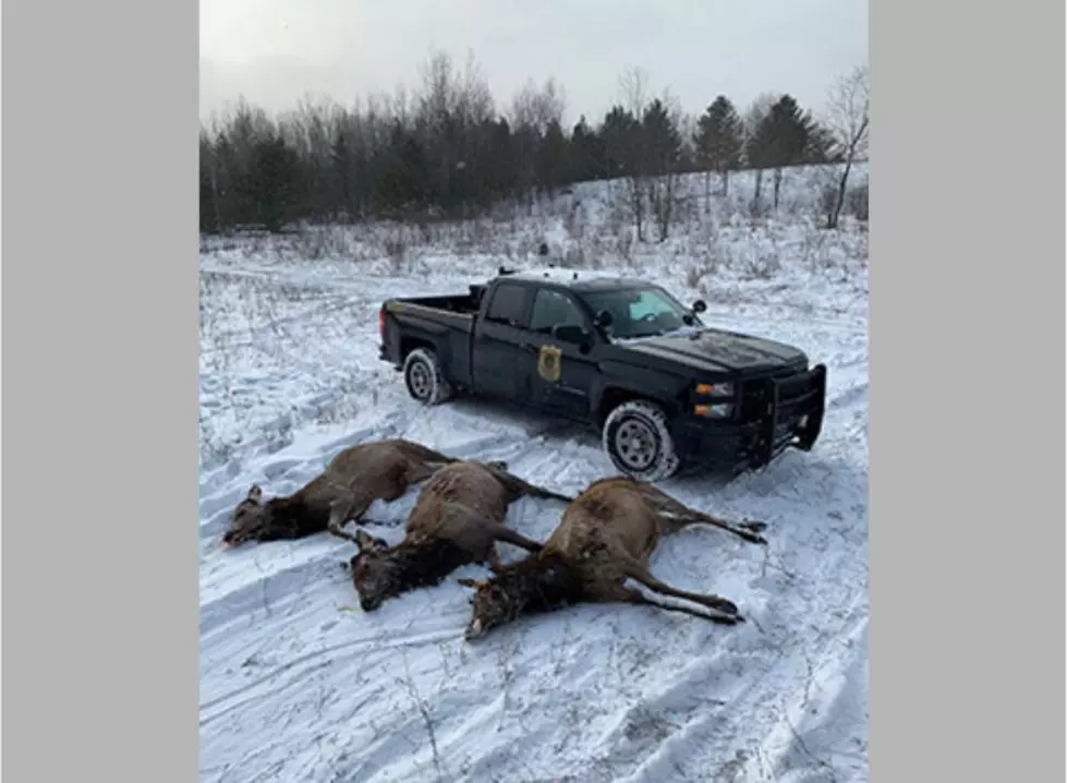 Three Dead Elk Found In Northern Michigan In Apparent Poaching Incident