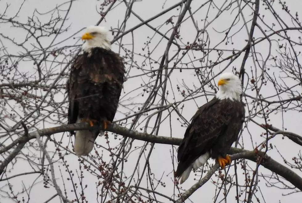 PHOTOS: The Bald Eagles at Battle Creek’s Goguac Lake