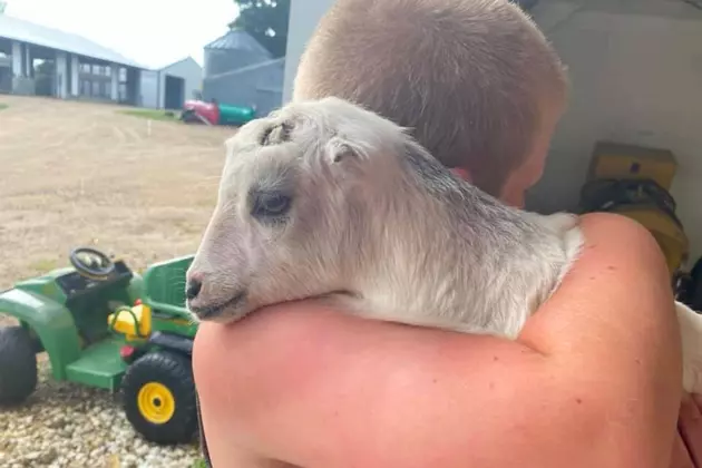 The Baby Goats Were Returned To The Barry County Farm