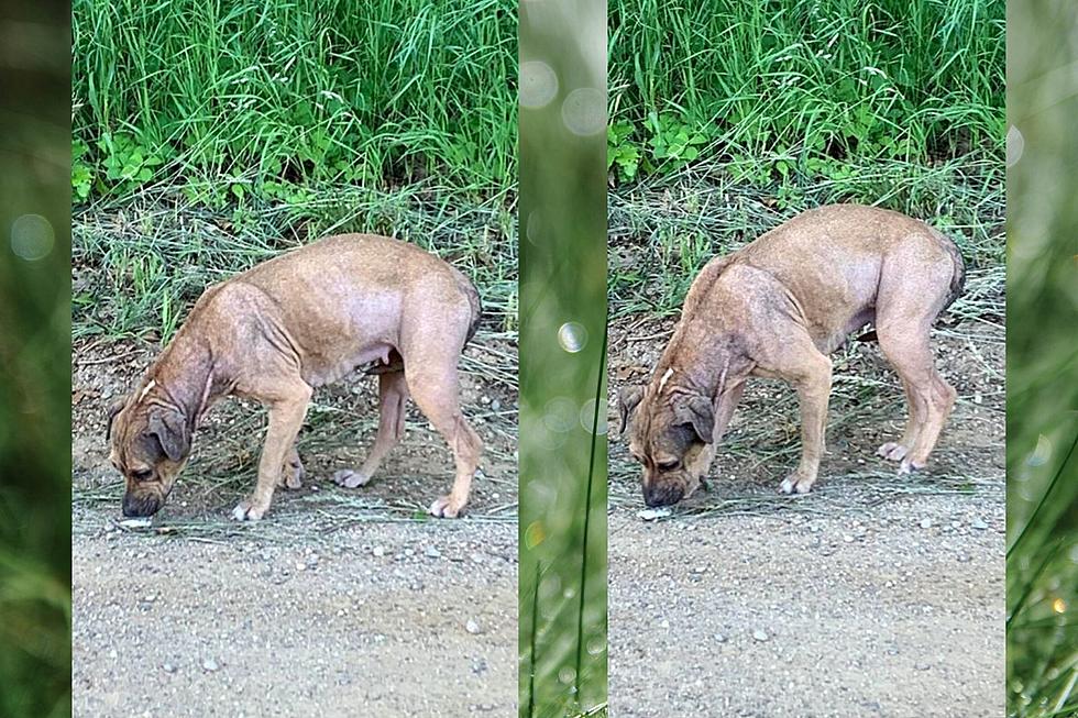 See Michigan Rescue Dog's Stunning 15 Day Transformation