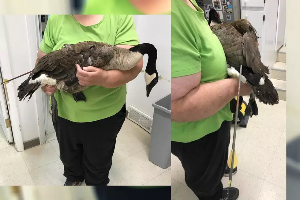 Battle Creek Animal Rescue Groups Helps Goose Shot With Arrow
