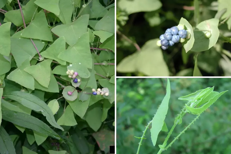 Invasive Weed Found At Albion College in Calhoun County 