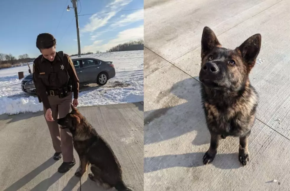 Cass County Deputy Saves Dog After Both Fall Through the Ice