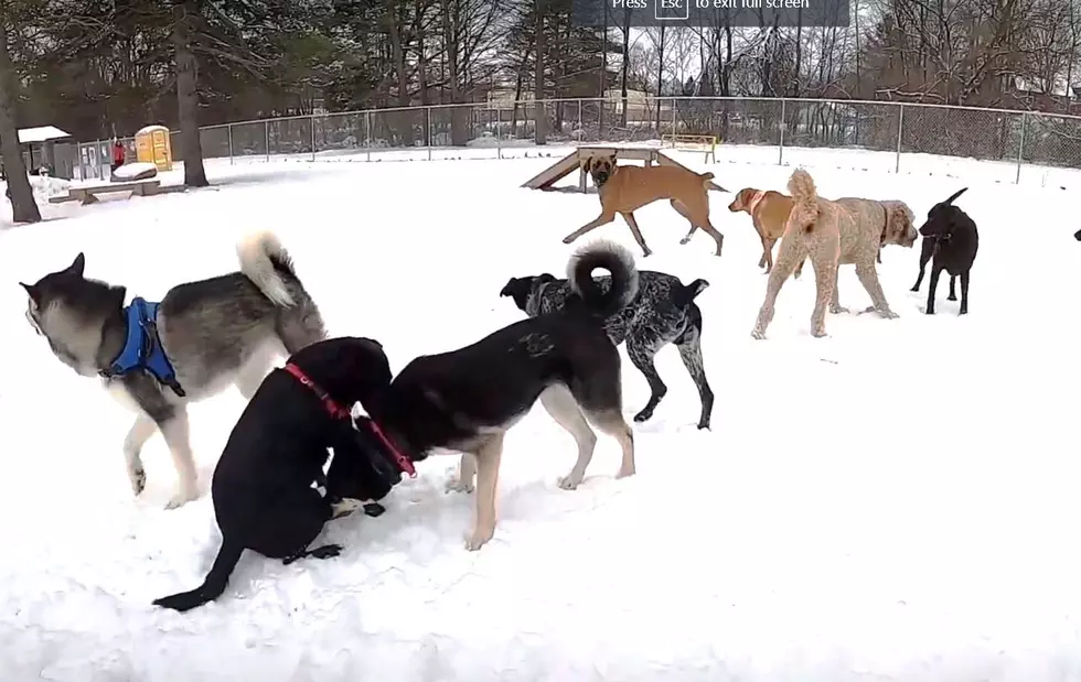 It’s a Snow “Pawty” at Battle Creek’s Home Run Dog Park
