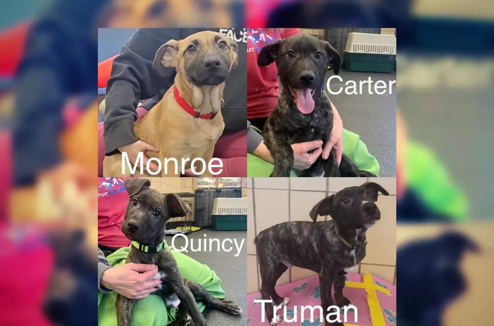 Wiggly Tail Wednesday: Presidential Named Puppies In Calhoun Co.