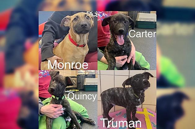 Wiggly Tail Wednesday: Presidential Named Puppies In Calhoun County