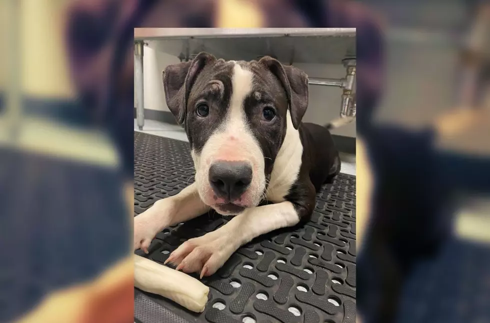 Touching Reason Indiana Shelter Pup's Adoption Fees Were Waived