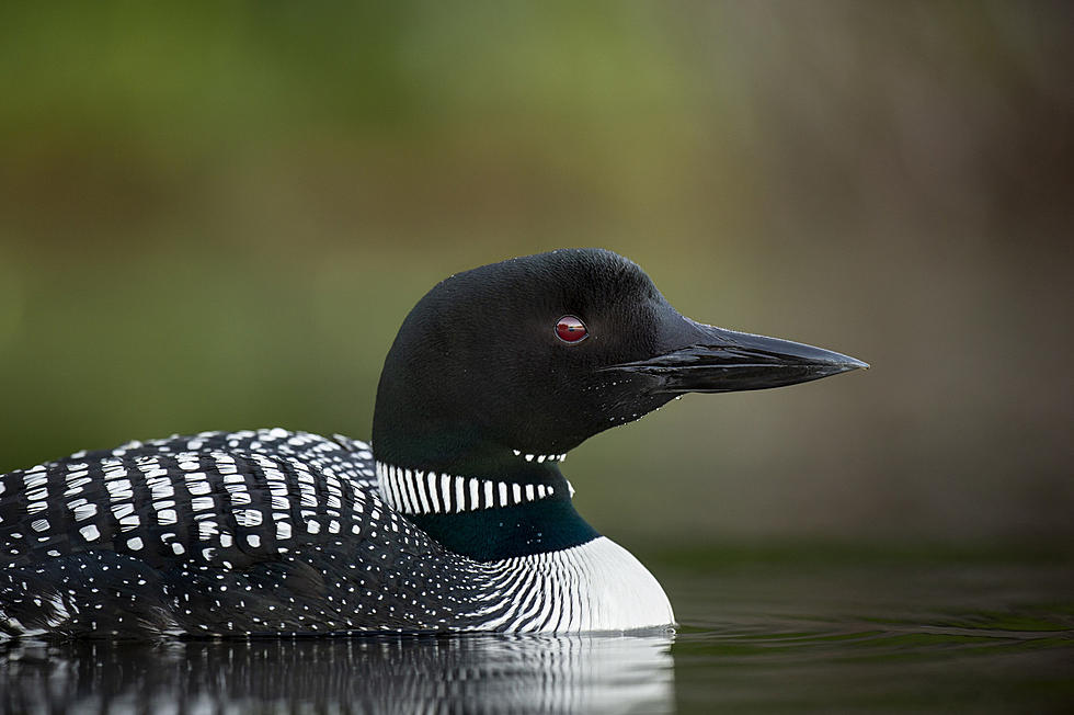Two Oldest Common Loons in the World are Here in Michigan