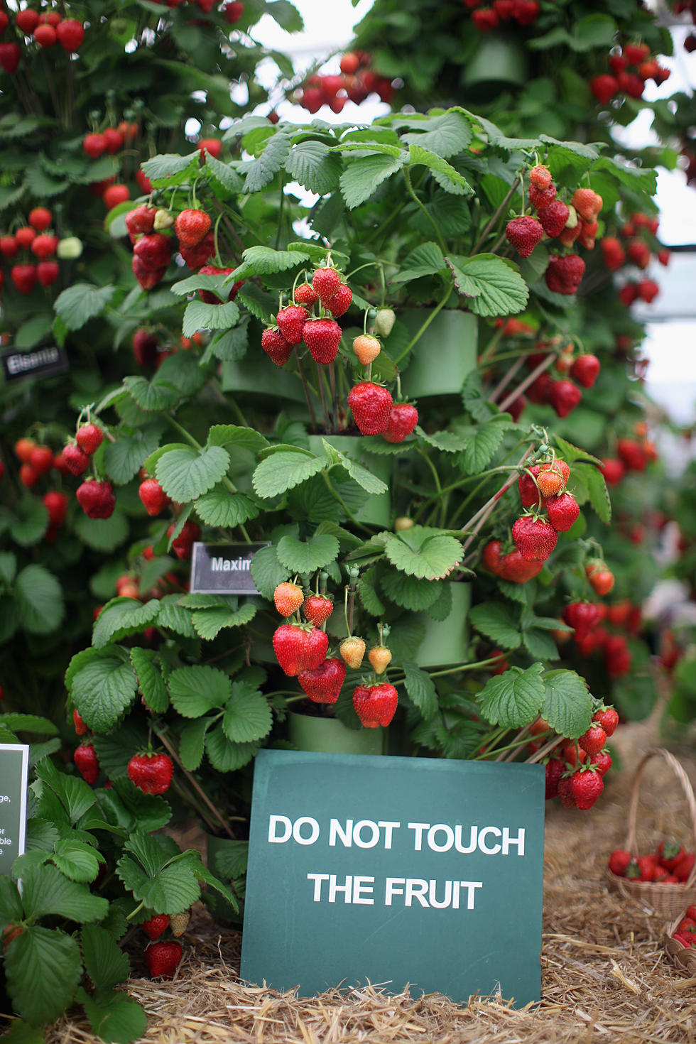 Garden Show Update - Take Care of the Berries