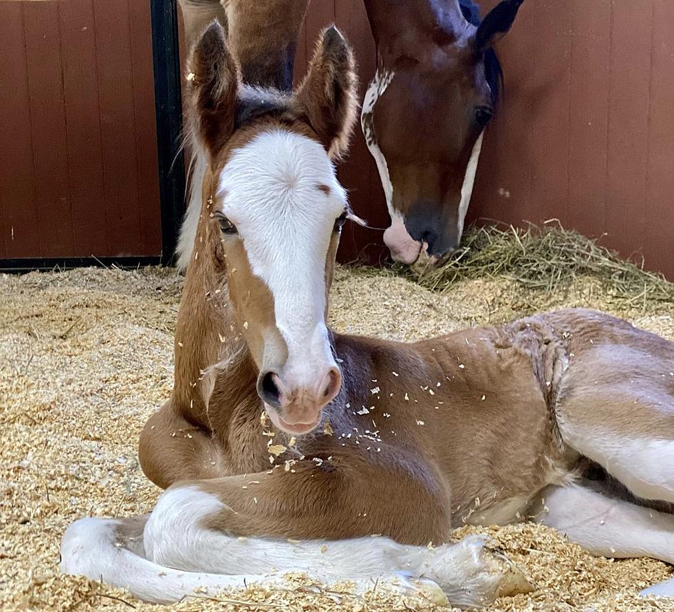 New Budweiser Clydesdale Foal Has A Michigan Connection, Kind Of