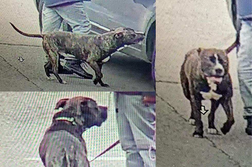 Is This Your Dog? Dog Sold In Kalamazoo Under Strange Circumstances