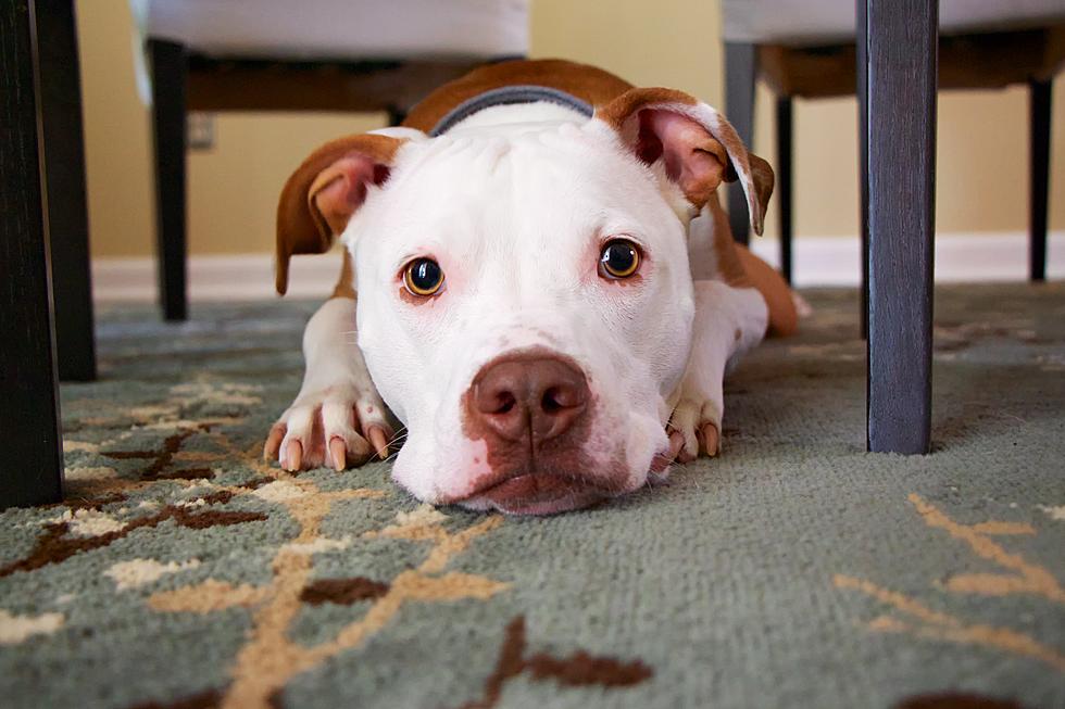 Is Your Dog Breed Considered ‘The Best-Behaved’ Or ‘Naughtiest’?