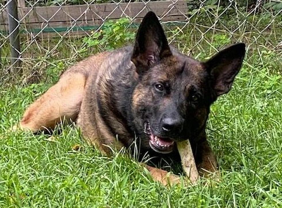 Kalamazoo Police Officer K9 Murphy Apprehends Suspected Gunman