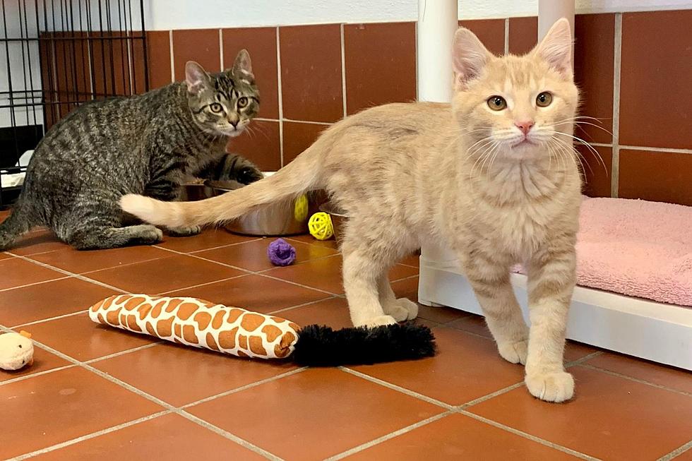 Biscuit and Diablo of Battle Creek Prove Two Kittens are Better Than One