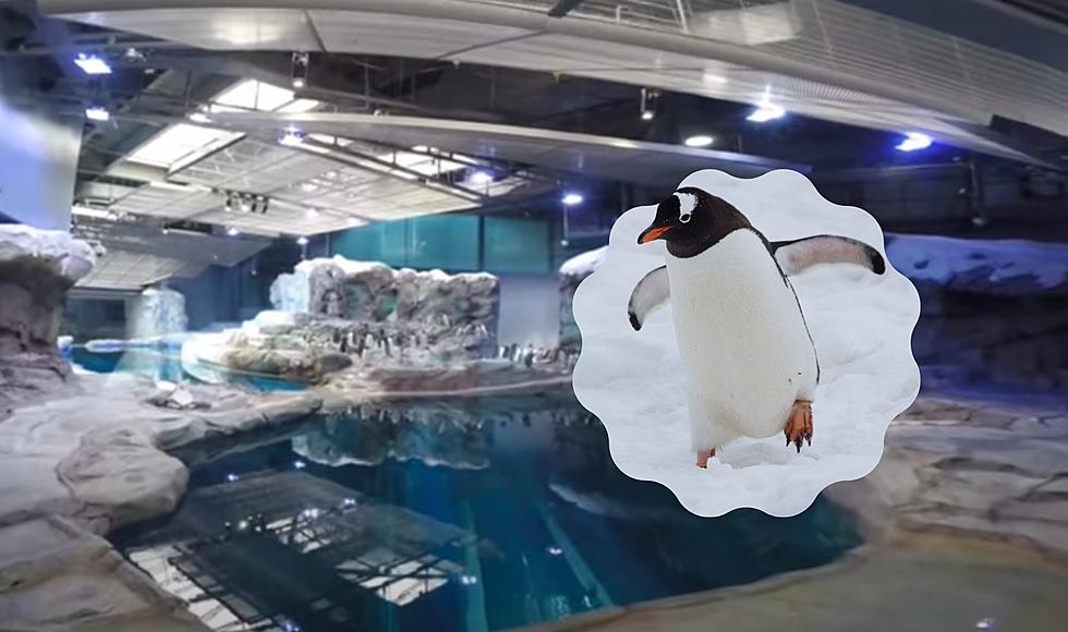 Michigan Has The Largest Penguin Facility In The World
