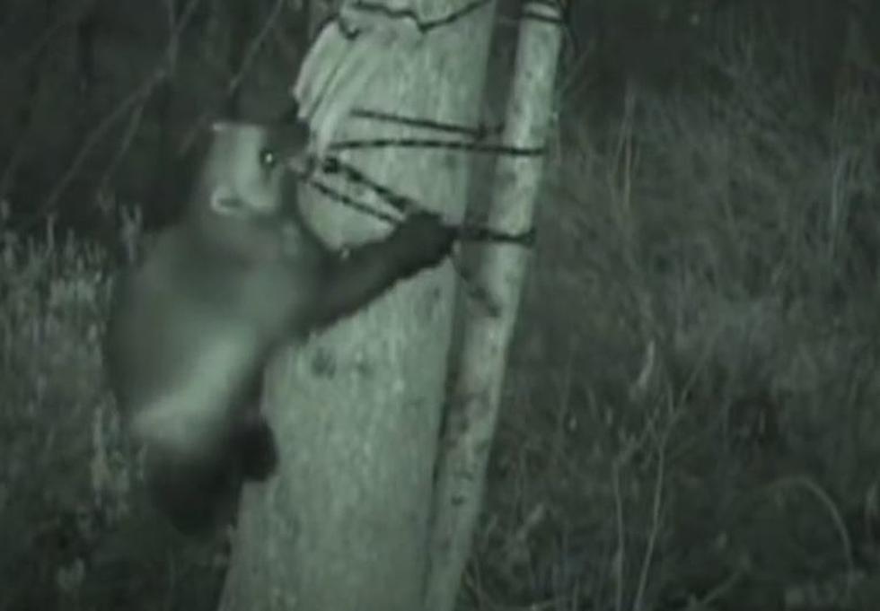 Remembering the Wolverine that Broke a 200 Year Drought of Sightings in Michigan