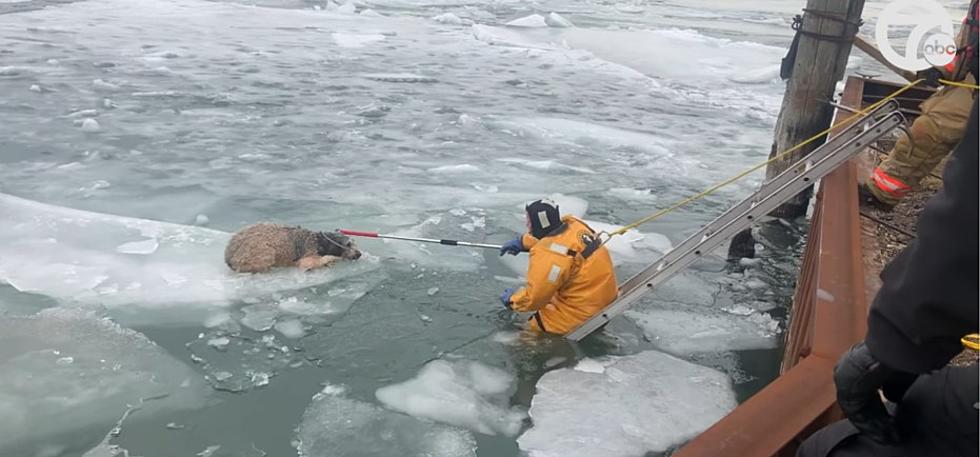 Michigan Police Rescue Dog From The Icy Detroit River