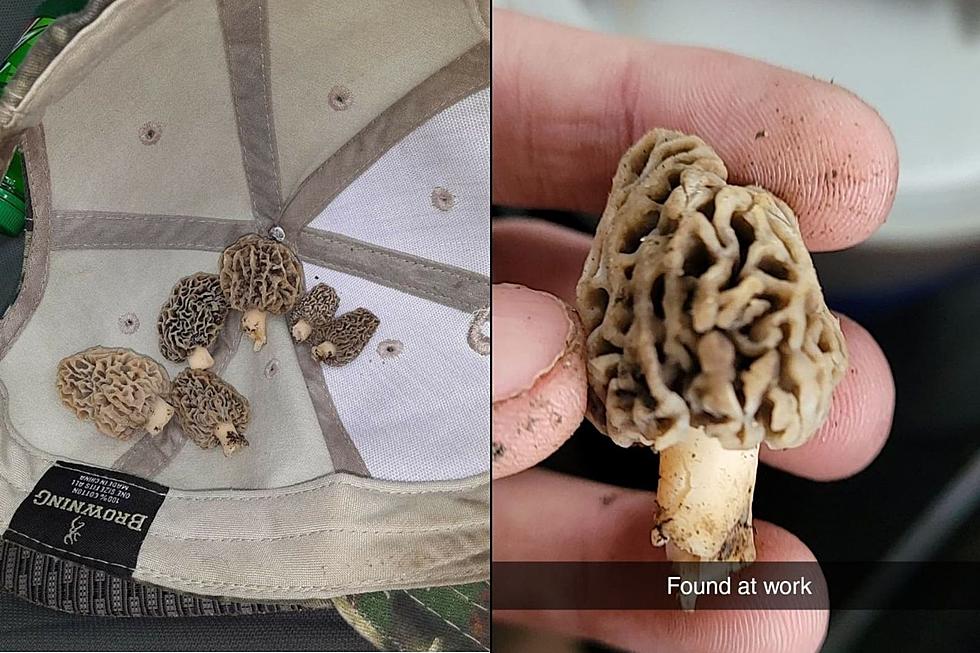 Michigan Morel Mushroom Hunting to Commence this Weekend