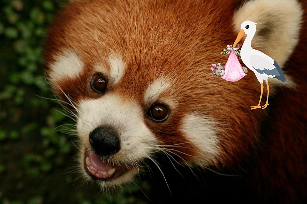Binder Park Zoo Announces The Birth Of A Red Panda 