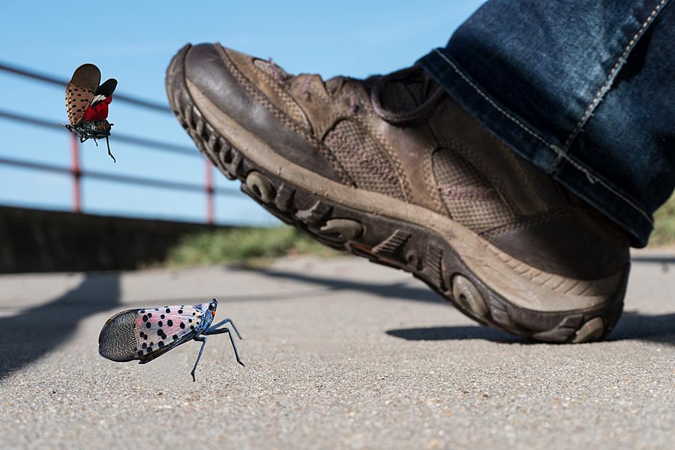 Michigan DNR Says “Stomp This Bug!” 