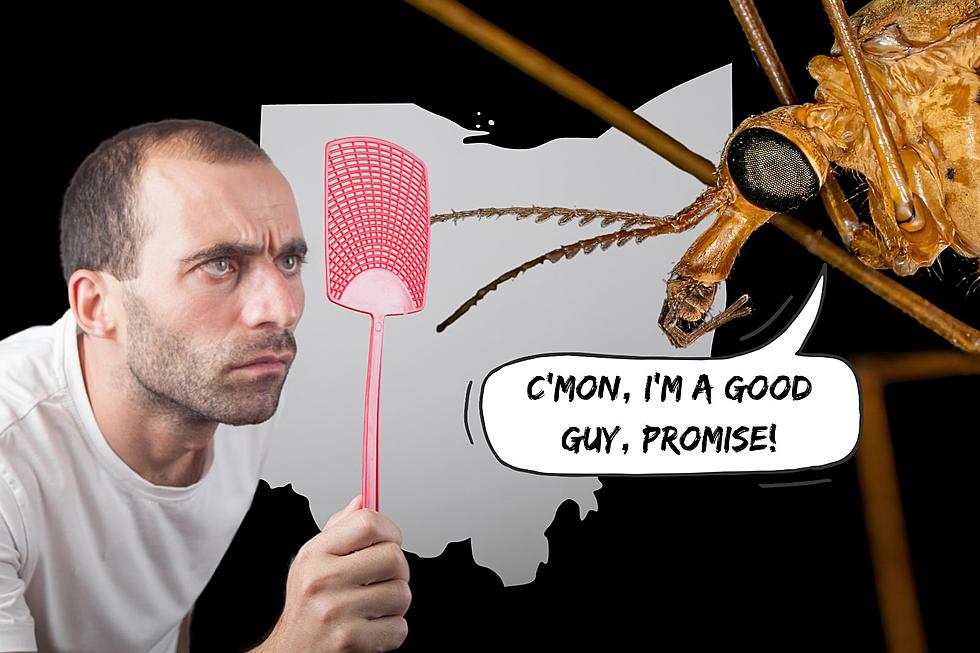 Ohio Will Soon Be Invaded By a Bug You Shouldn't Kill