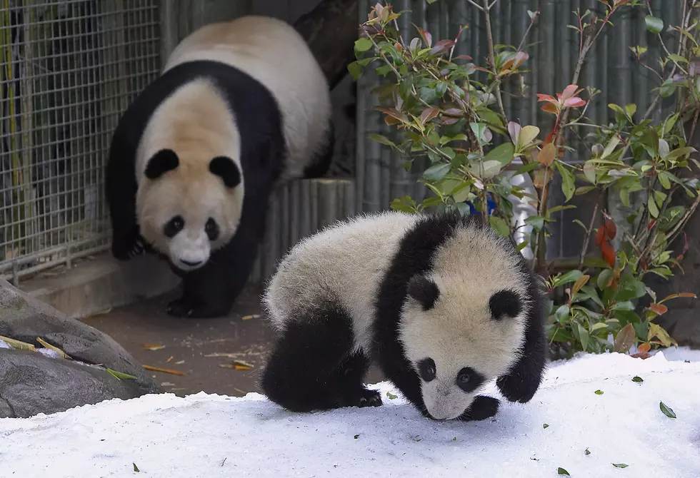Something about a Giant Panda Fail makes my day.