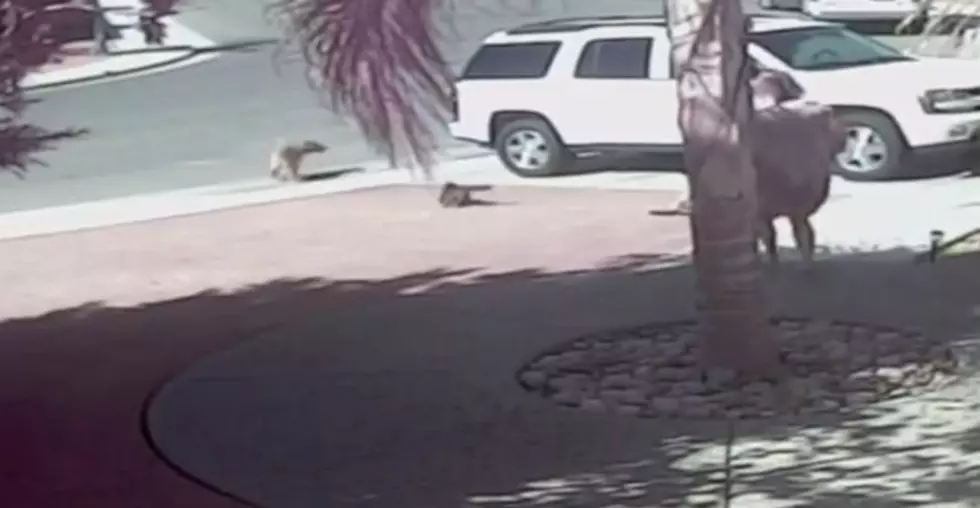 Heroic Cat Saves Boy From Dog Attack [VIDEO]
