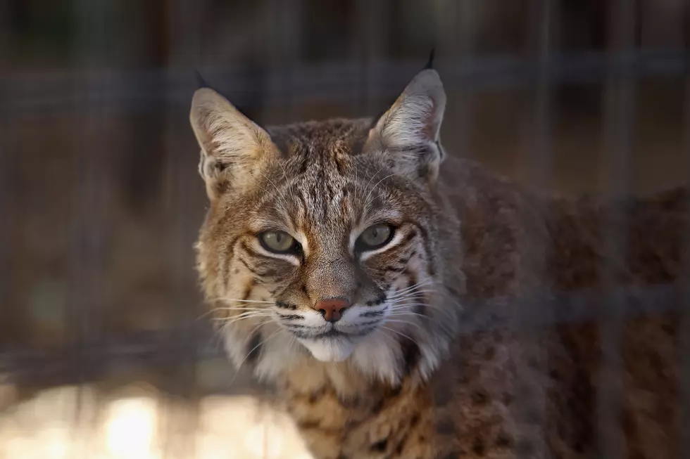 Lynx Meets Calico [VIDEO]