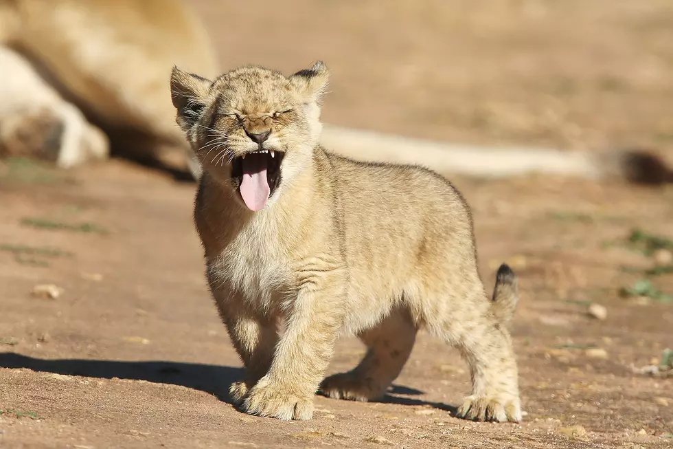 Cute Lion Attack! [VIDEO]